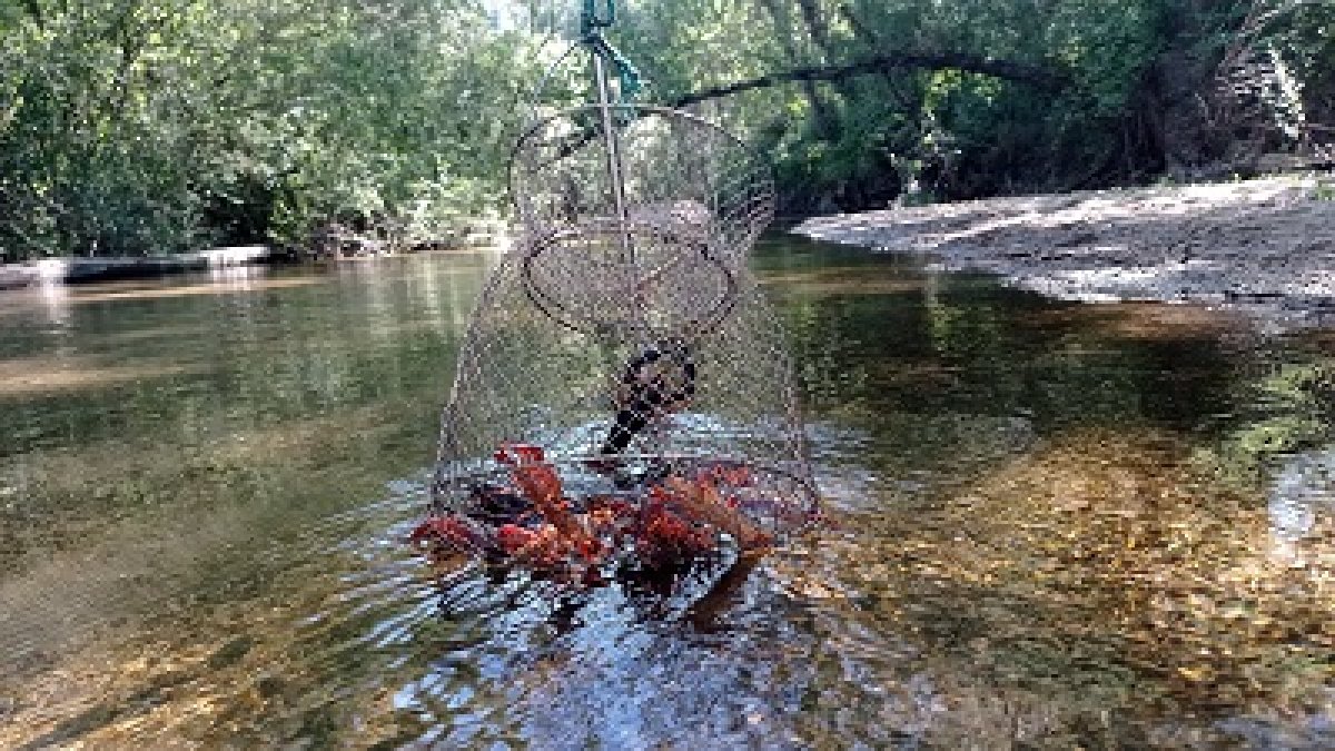 Cangrejos rojos del río Adaja.
