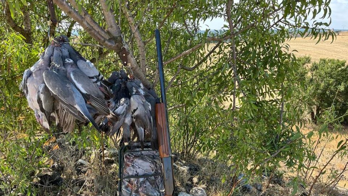 Buena percha de palomas lograda el pasado sábado en un coto vallisoletano. L. DE LA FUENTE