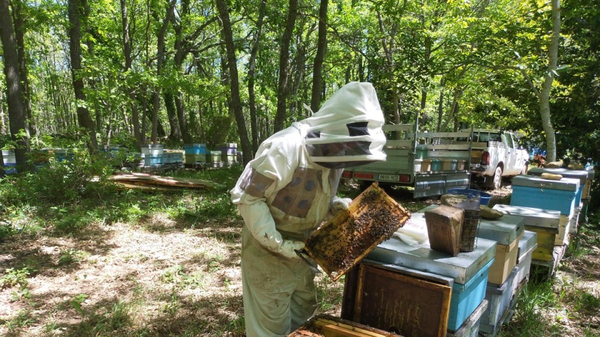 La apicultora explica que si bien a los profesionales se les  permite cuidar sus colmenas, cientos de aficionados de otras provincias no han podido hacerlo. / ECB