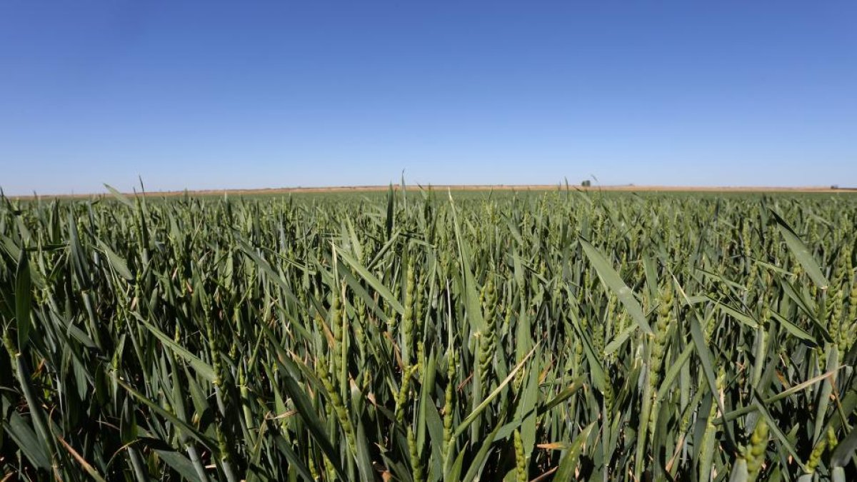 Cultivo de trigo en Fuentes de Nava.-ICAL