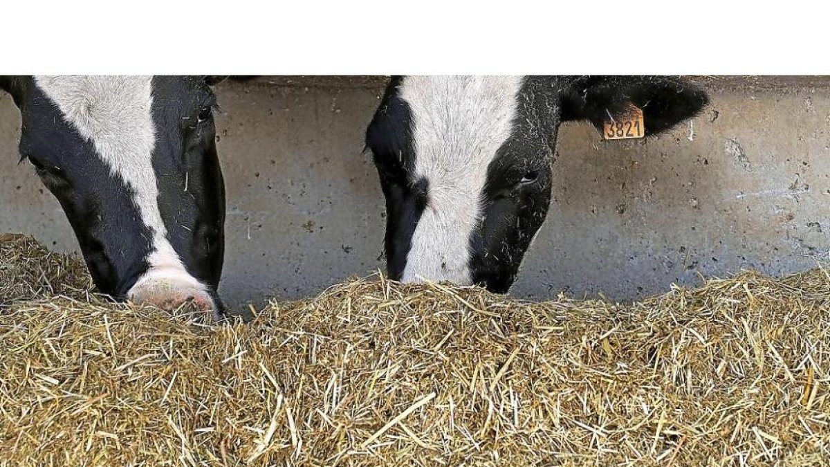 Dos vacas alimentándose en una granja.-ENRIQUE CARRASCAL