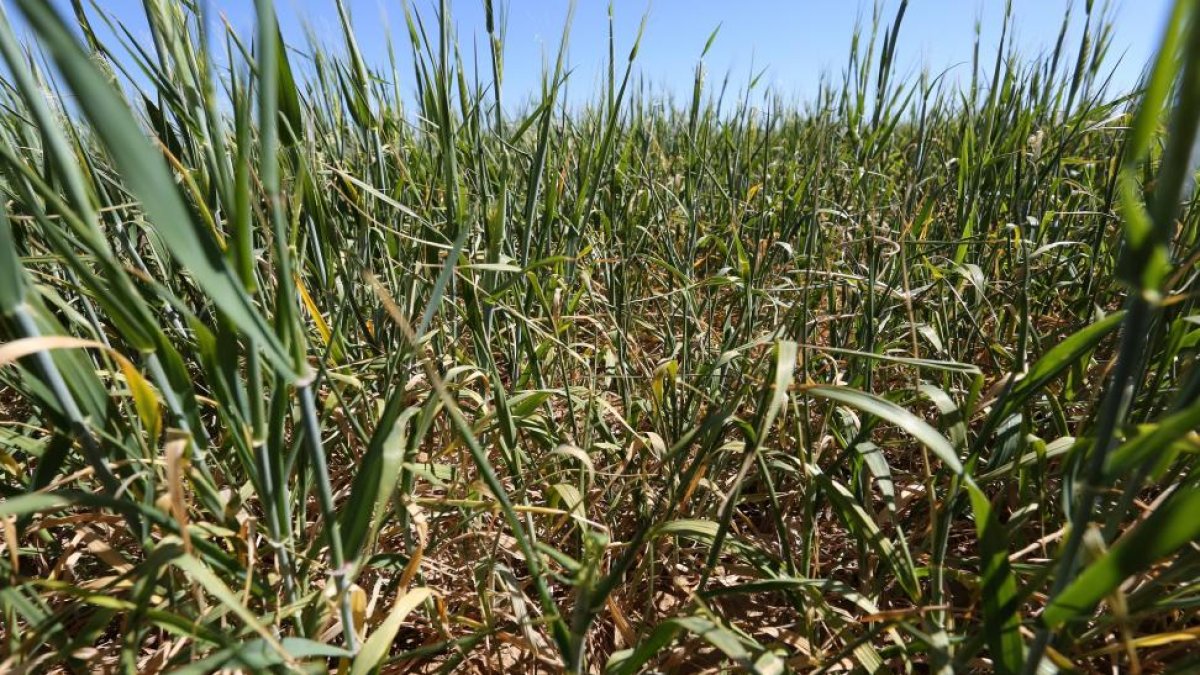 Estado del cultivo de trigo en Autillo de Campos.-ICAL