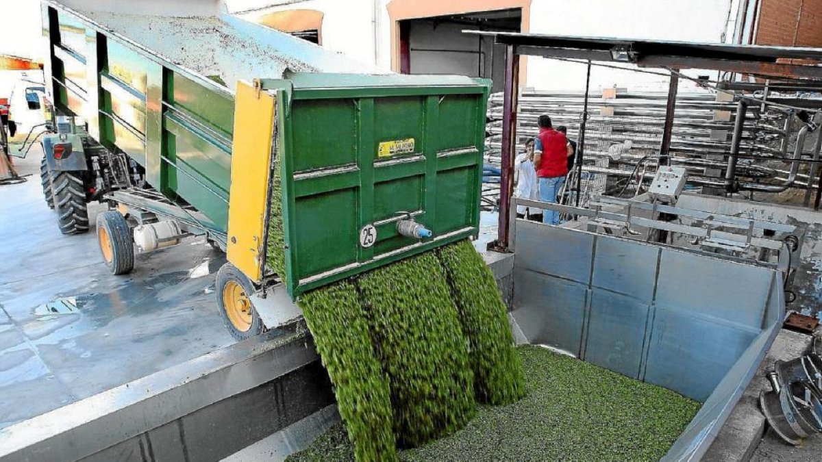 Recepción de uva blanca en una de las bodegas de la DO Rueda.-J. M. LOSTAU