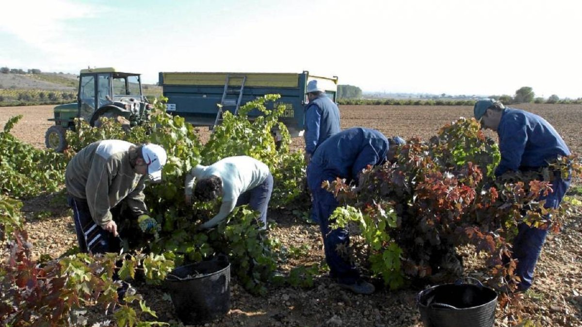 Varios vendimiadores se afanan en recoger la uva en la Denominación de Origen Cigales-El Mundo