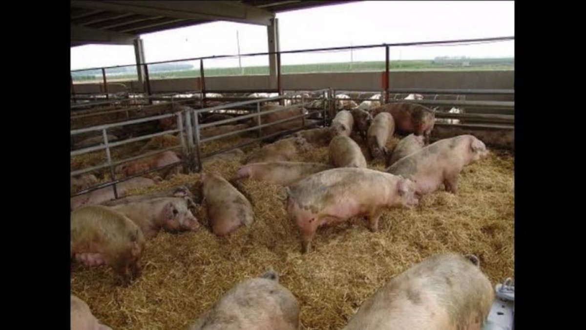 Las explotaciones de porcino de la Comunidad cumplen con los máximos estándares de calidad y  bioseguridad.-ECB