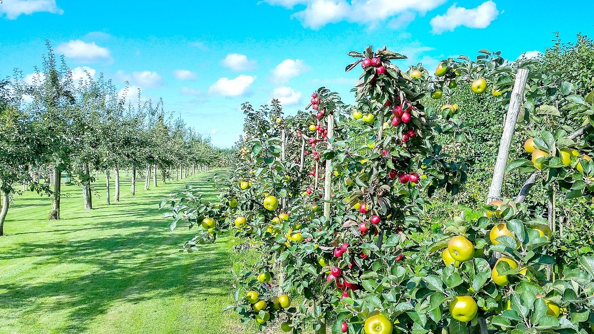 Manzanas de diferentes variedades en una explotación agrícola, unas en espaldera y otras en hilera al modo de cultivo tradicional. PQS / CCO