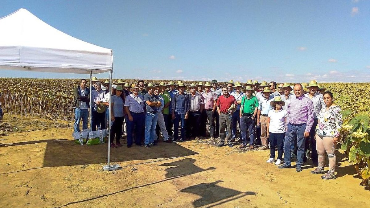 Una parte del equipo de Agroaguilar en una reciente jornada de campo para comprobar resultados de nuevas semillas de girasol.-E.M.