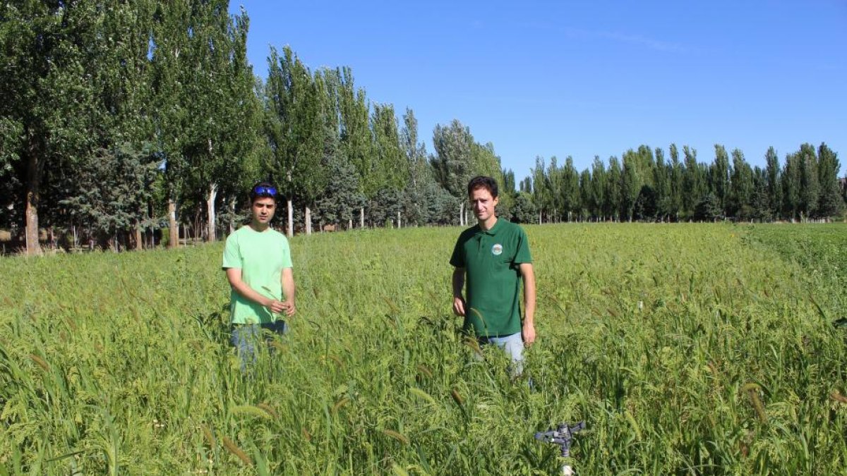 Juan Luis Fradejas y Abel Barrios en los campos de mijo ecológico y trigo de la finca de INEA-M. C.