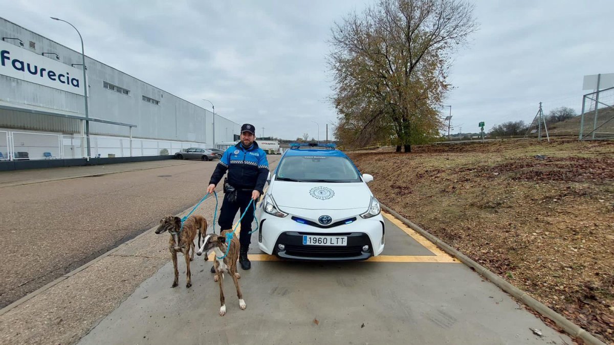 Encuentran a los dos perros a los que habrían retirado el microchip identificador. - POLICÍA VALLADOLID