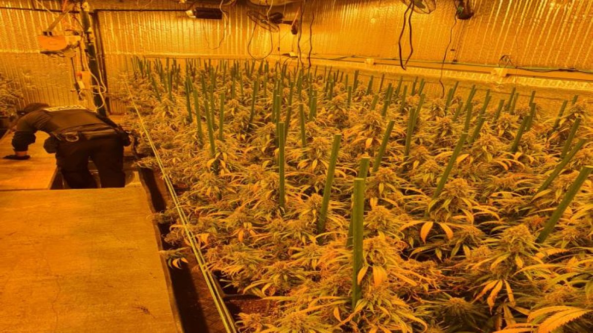 Registro domiciliario que ha acabado con doce detenidos por cultivo y tráfico de cannabis en Valladolid.- MINISTERIO HACIENDA