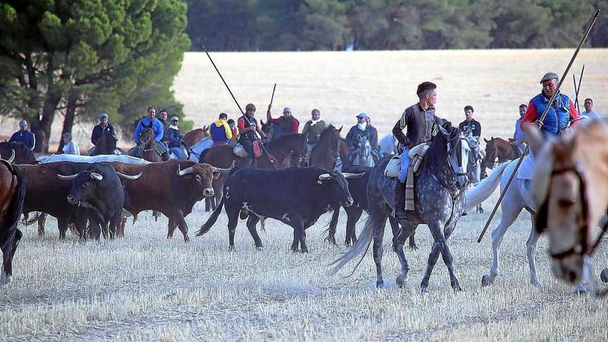 Los caballistas charlan mientras la manada recorre apaciblemente el itinerario campero, ayer en el primer encierro de Medina.-JACI NAVAS