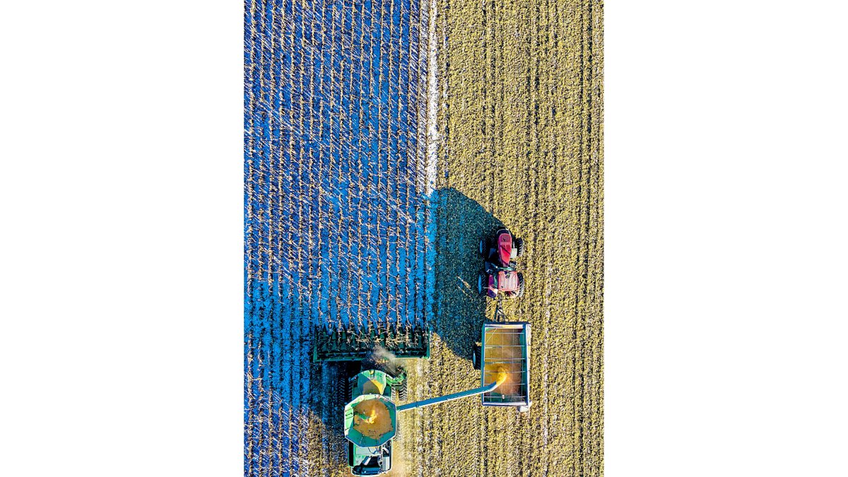 Una cosechadora atraviesa un campo de maíz mientras deposita en un remolque el grano recogido.-PQS CCO