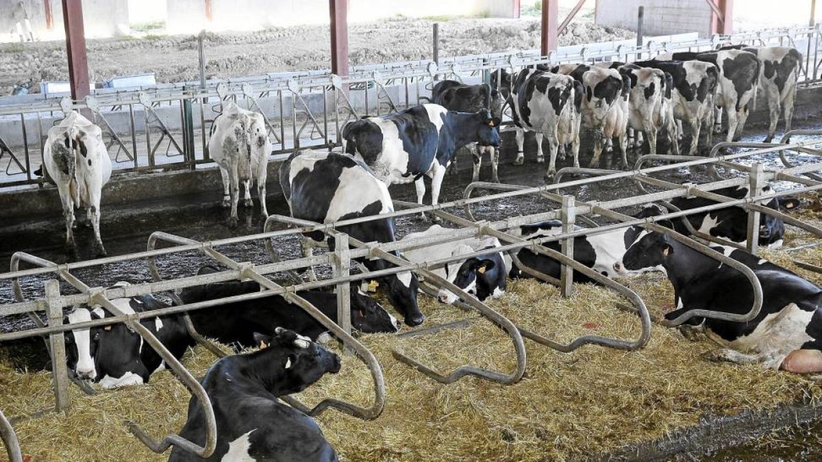 Explotación ganadera de vacas en Melgar de Yuso (Palencia)-El Mundo
