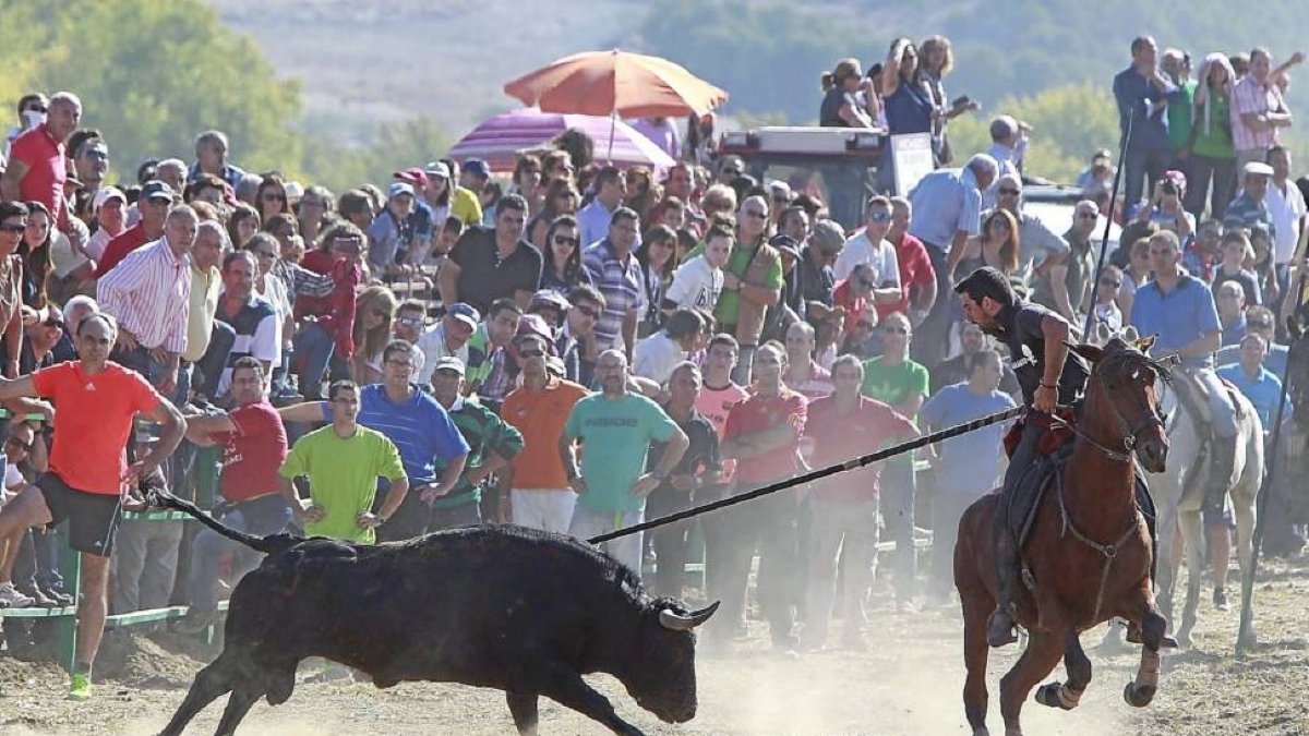 Un toro embiste a uno de los caballistas participantes en el encierro de campo celebrado ayer en Mojados.-J. M. Lostau