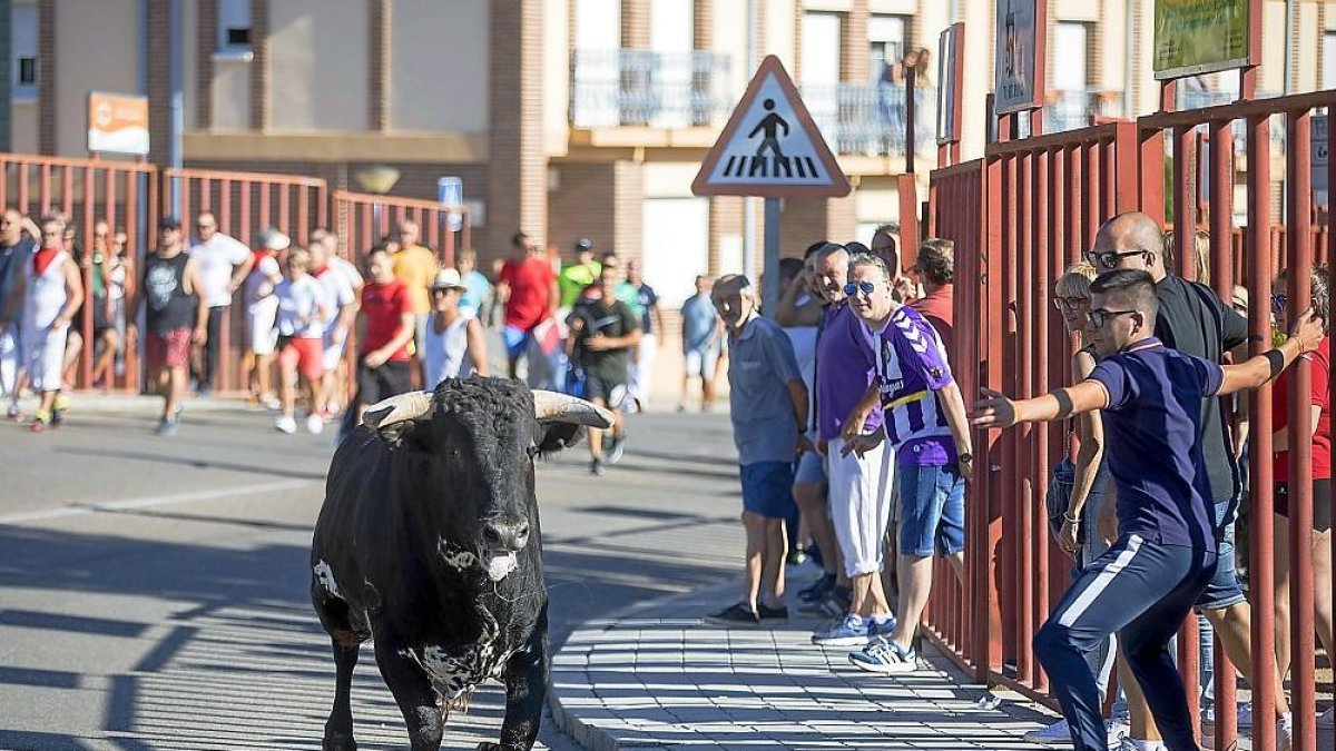 Uno de los Toros del Alba, de la ganadería Pío Tabernero de Salamanca, durante el encierro de Tudela de Duero.-JOSE C. CASTILLO