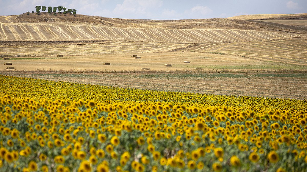 PALACIOS DE GODA - Campos de girasol
Foto: Ricardo Muñoz Martín
www.rmestudios.com