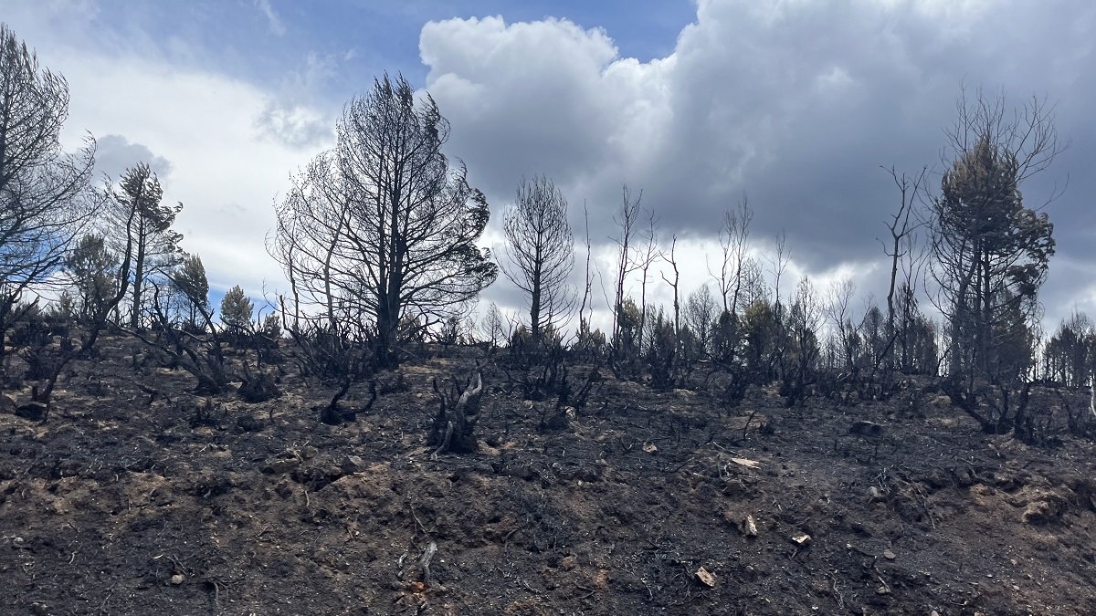 Más de 30.800 hectáreas de masa forestal se han quemado en el incendio de la Sierra de la Culebra, en Zamora.- E. M.