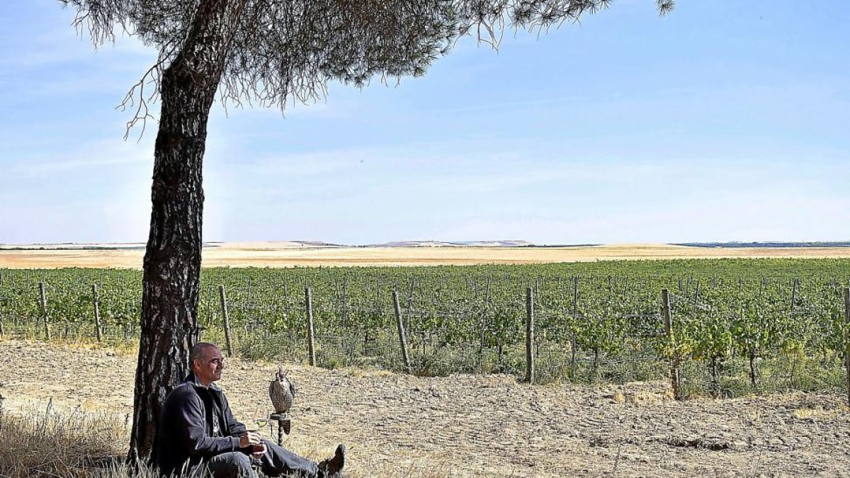 Elías Redondo, sentado bajo un pino en la Finca Las Caraballas, con un halcón frente a sus plantaciones de viñedo de Medina del Campo-AGROCOMUNICACIÓN