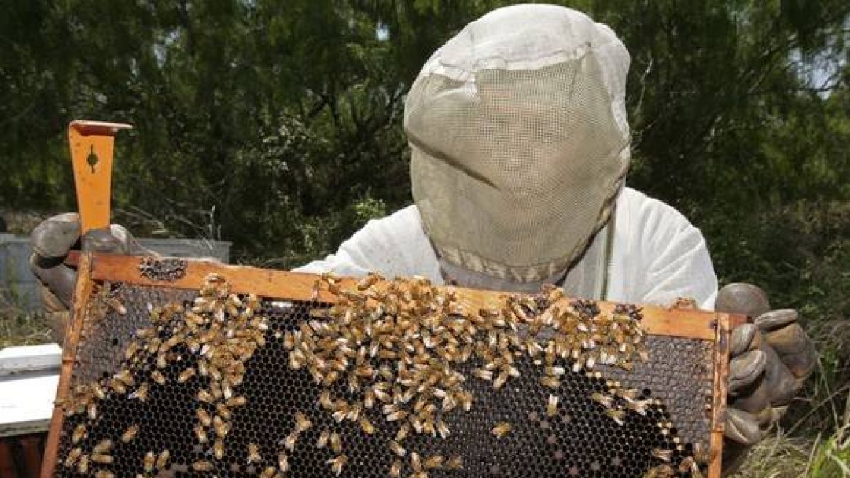 Un apicultor manipula un panal de abejas.-Foto:   PAUL J. RICHARDS / AFP
