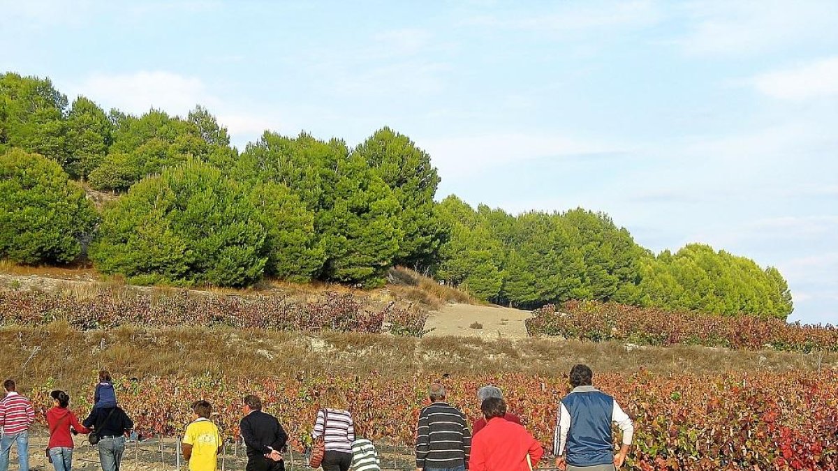 Asistentes, recorriendo las viñas, durante el Vendimiario de 2017 en Mucientes.-E.M.