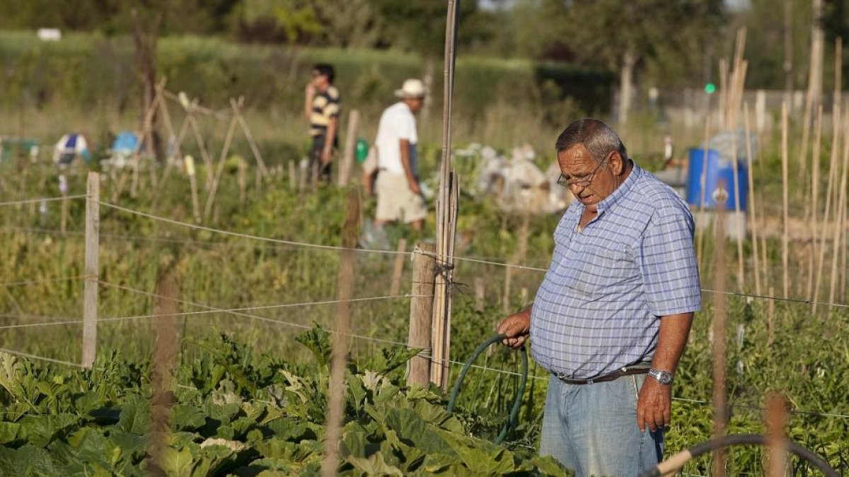 Huertos ecológicos de INEA del programa de envejecimiento activo del Ayuntamiento de Valladolid para personas mayores.