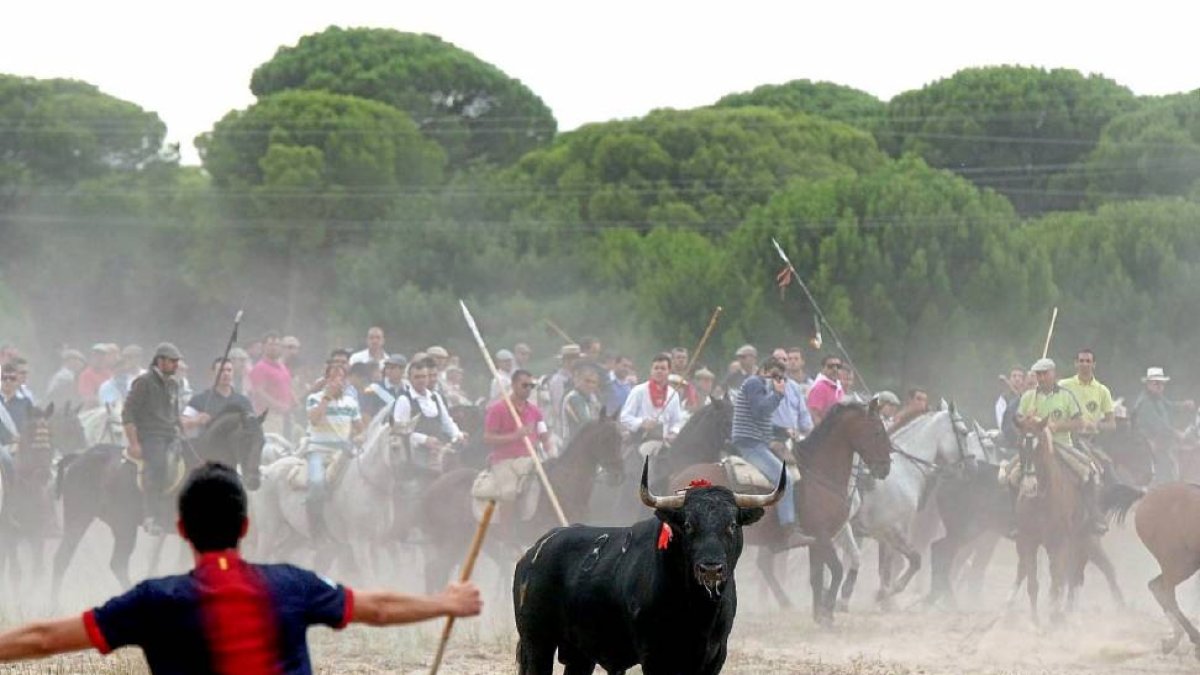 Un mozo cita al astado en una edición anterior del Toro de la Vega.-Ical