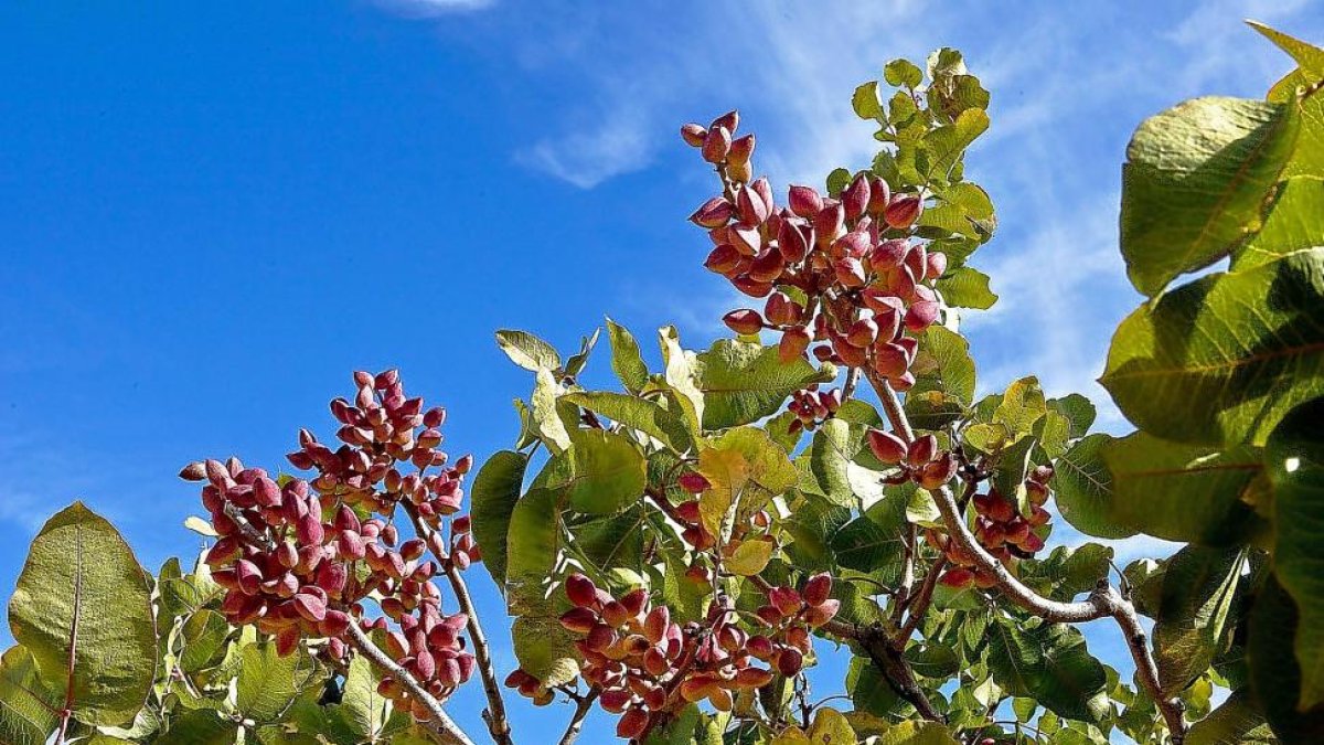 Plantación de pistacho en la Comunidad.-E.M