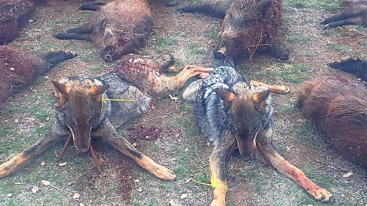 Los cuerpos de los dos lobos cazados en una montería autorizada.-E. M.