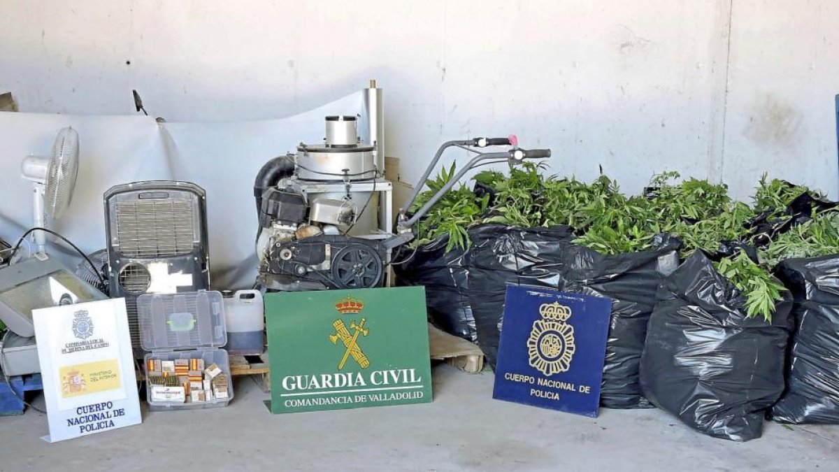 Plantas de marihuana, instrumentos para su tratamiento y balas incautados ayer por la Policía y la Guardia Civil-EL MUNDO