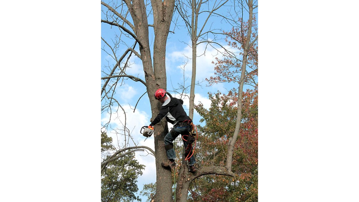 Un operario limpia el tronco de un árbol de ramas secas con una motosierra. -PQS / CCO