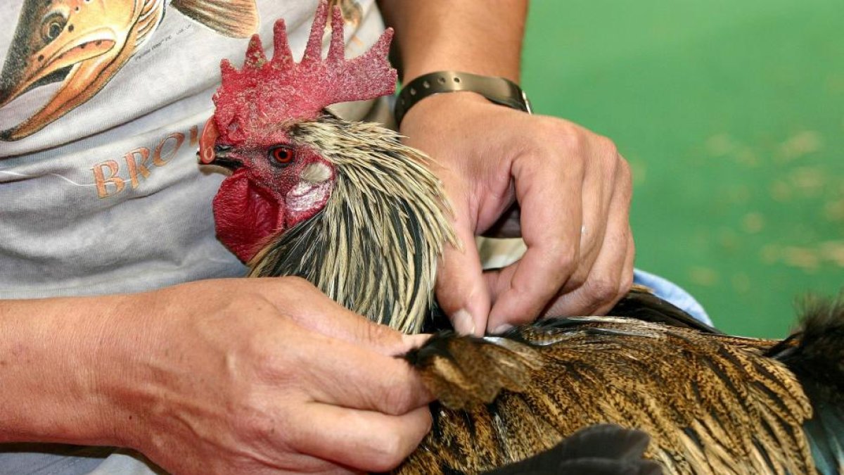 Un ganadero avícola examina un gallo para comprobar si se ha podido ver afectado por la temible gripe aviar.-ICAL