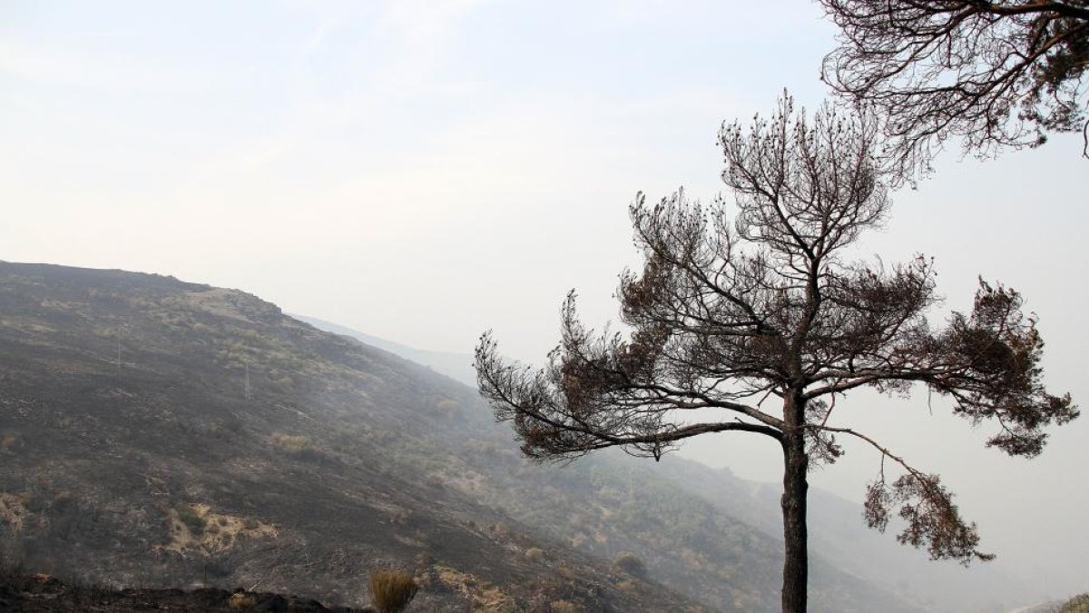 Daño ocasionado por el fuego en La Cabrera.-ICAL