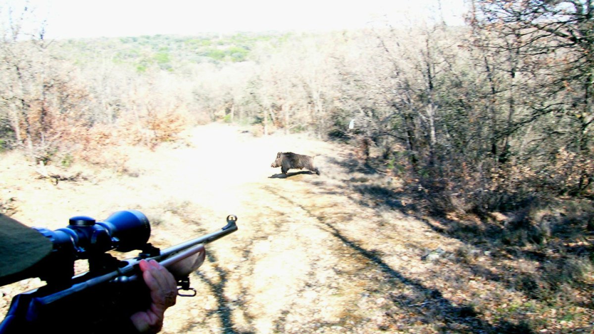 Un jabalí en una traviesa, apuntado por un cazador en la Santa Espina. / L.D.F.