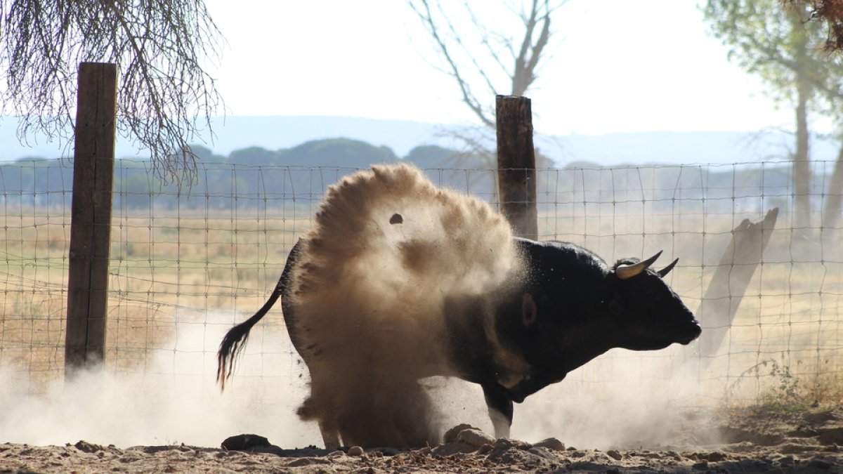 Un novillo levanta el polvo en la ganadería de Raso de Portillo. / C. M.