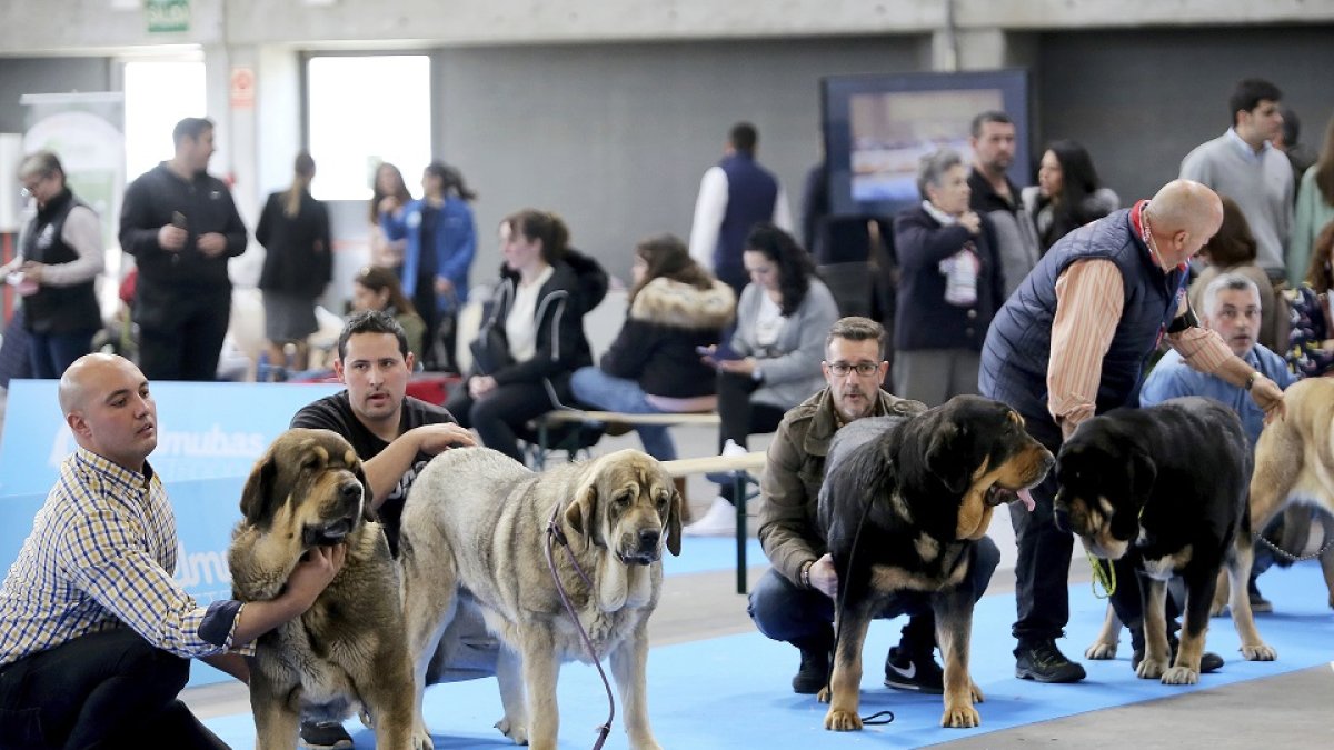 Fimascota acoge diferentes concursos y exhibiciones de mascota. En la imagen, varios dueños acicalando a sus perros. ICAL