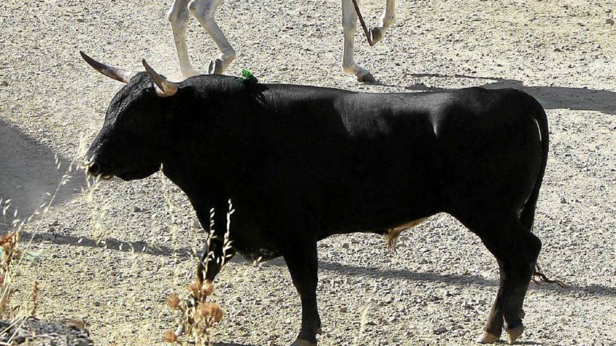 Uno de los toros del encierro mixto de Torrelobatón-J.M. Lostau