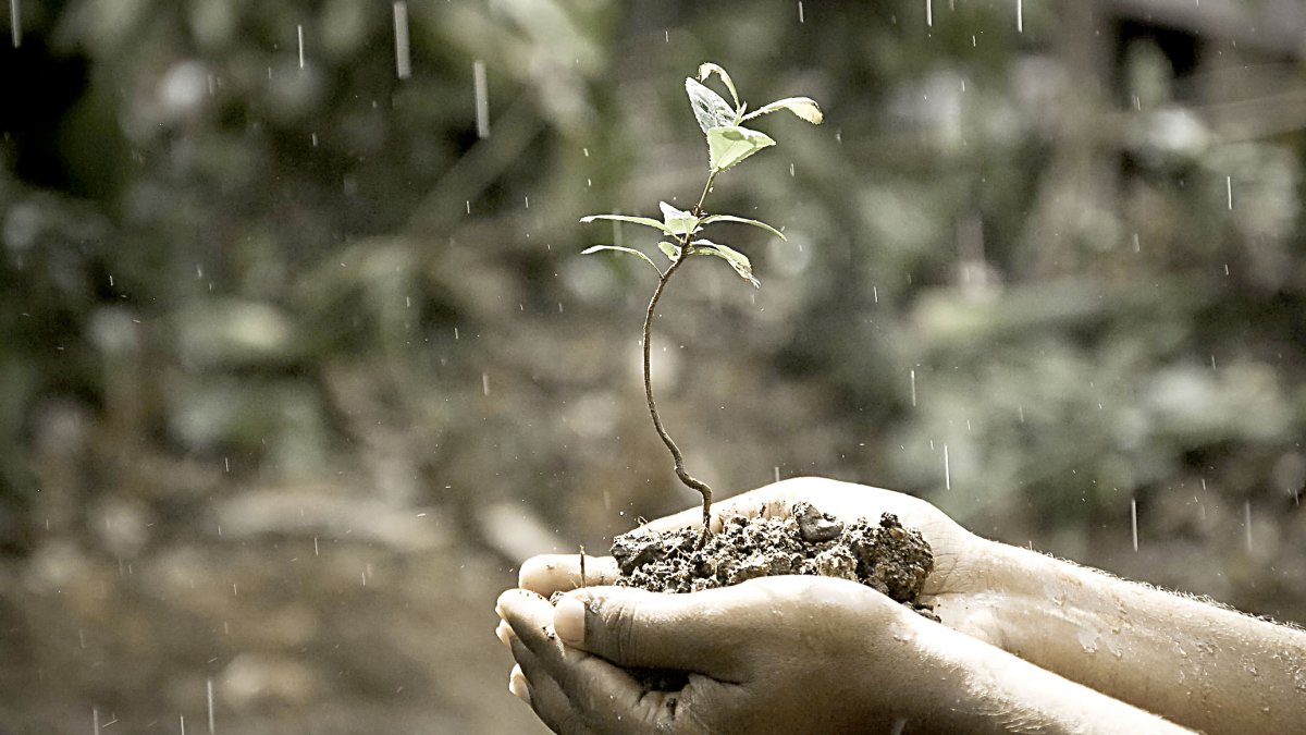 Un agricultor sostiene un plantón entre sus manos en un día de lluvia. PQS / CCO