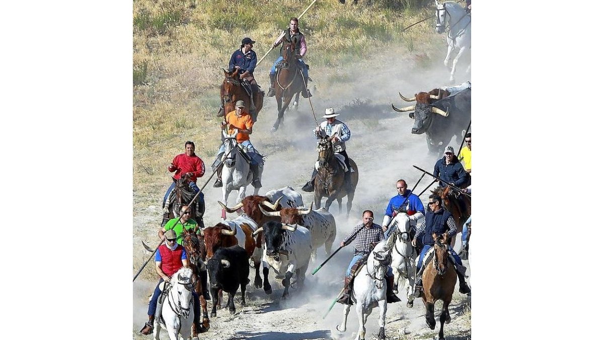 Varios caballistas junto a la comitiva de bueyes y toros en el encierro campero.-J. M. LOSTAU