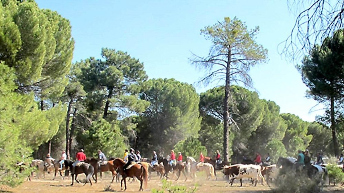 Trashumancia ilegal en la Cañada Real Burgalesa, el pasado sábado. Todo un encierro con 50 caballistas.-GUARDIA CIVIL