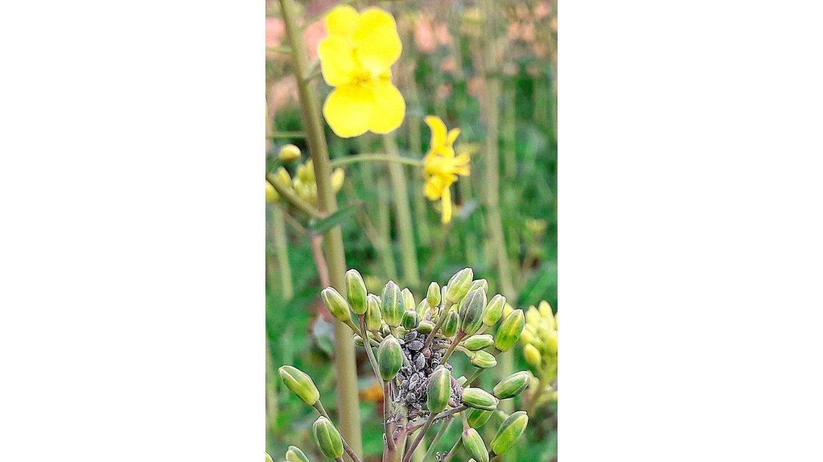 Plaga de pulgón en una planta de colza. / E. M.