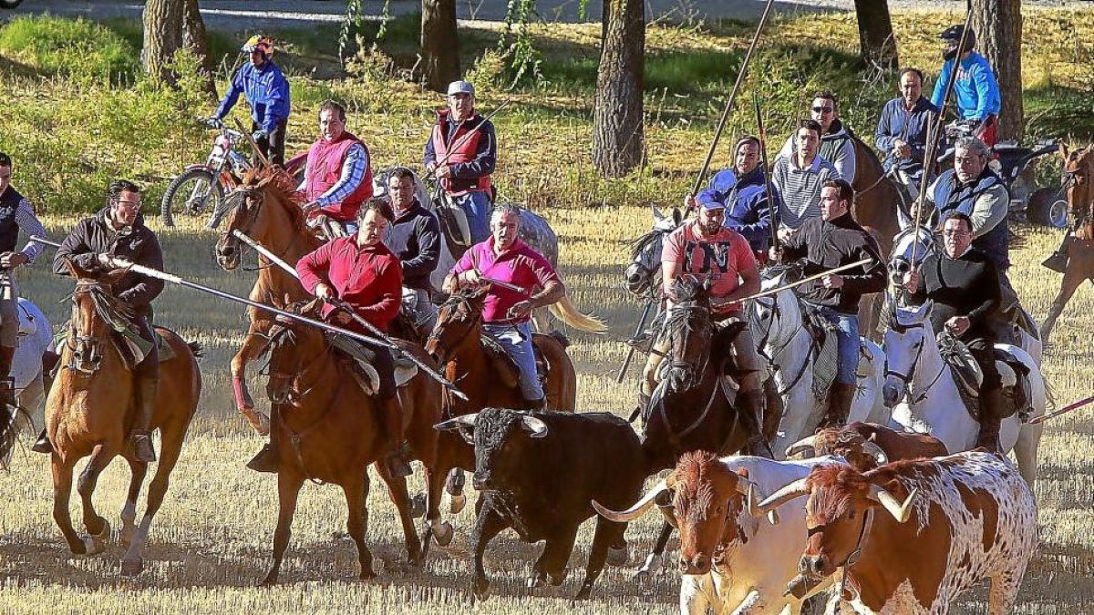 Los caballistas ‘arrean’ a la manada para conducirla a las calles.-J.M.LOSTAU