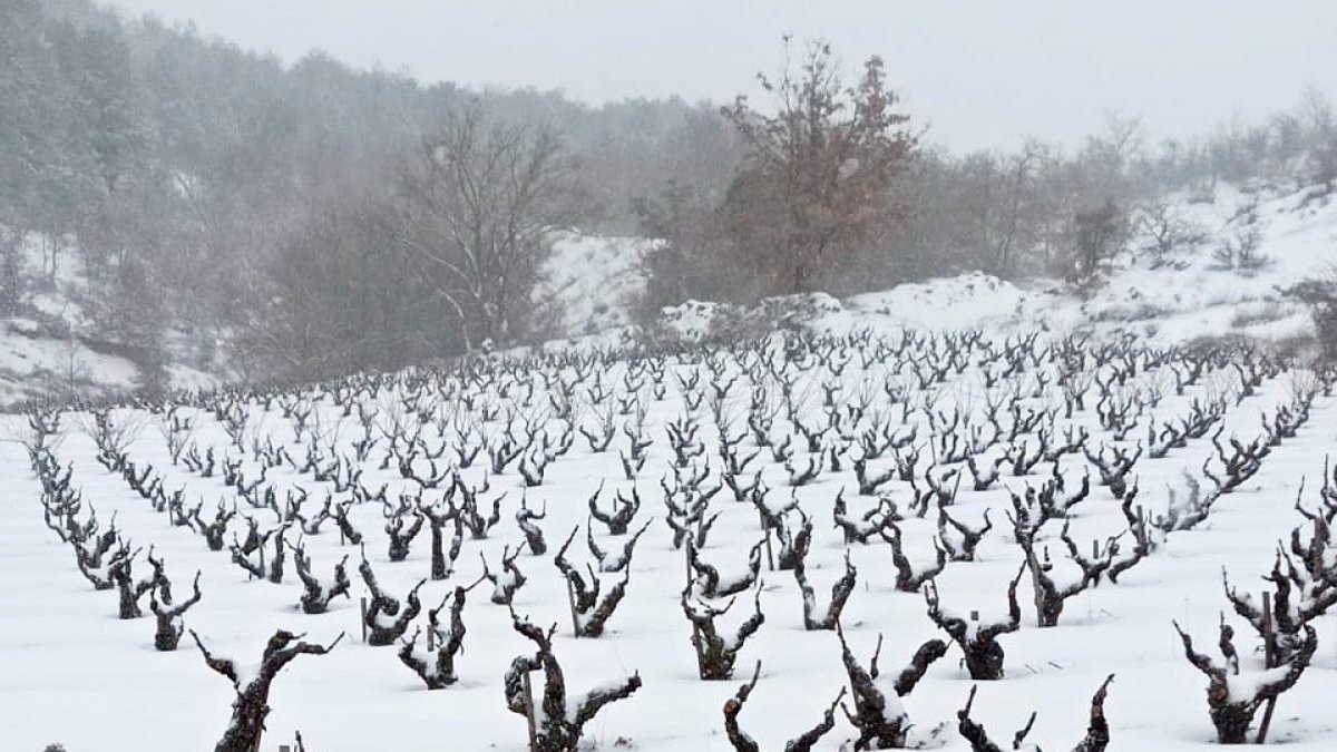 Viñas cubiertas de nieve este mes en la localidad burgalesa de Sotillo de la Ribera. / ECB