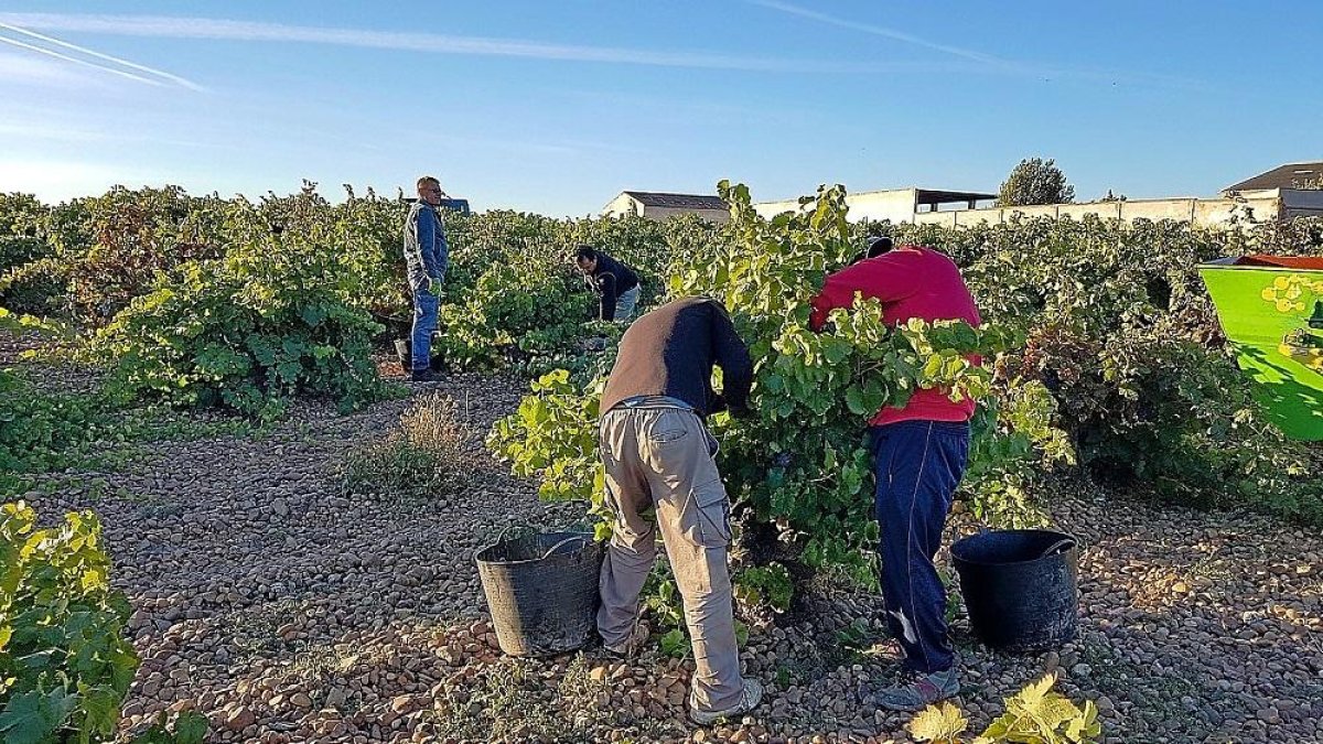 Operarios recogen uva en viñedos situados en la DO Cigales.-EL MUNDO