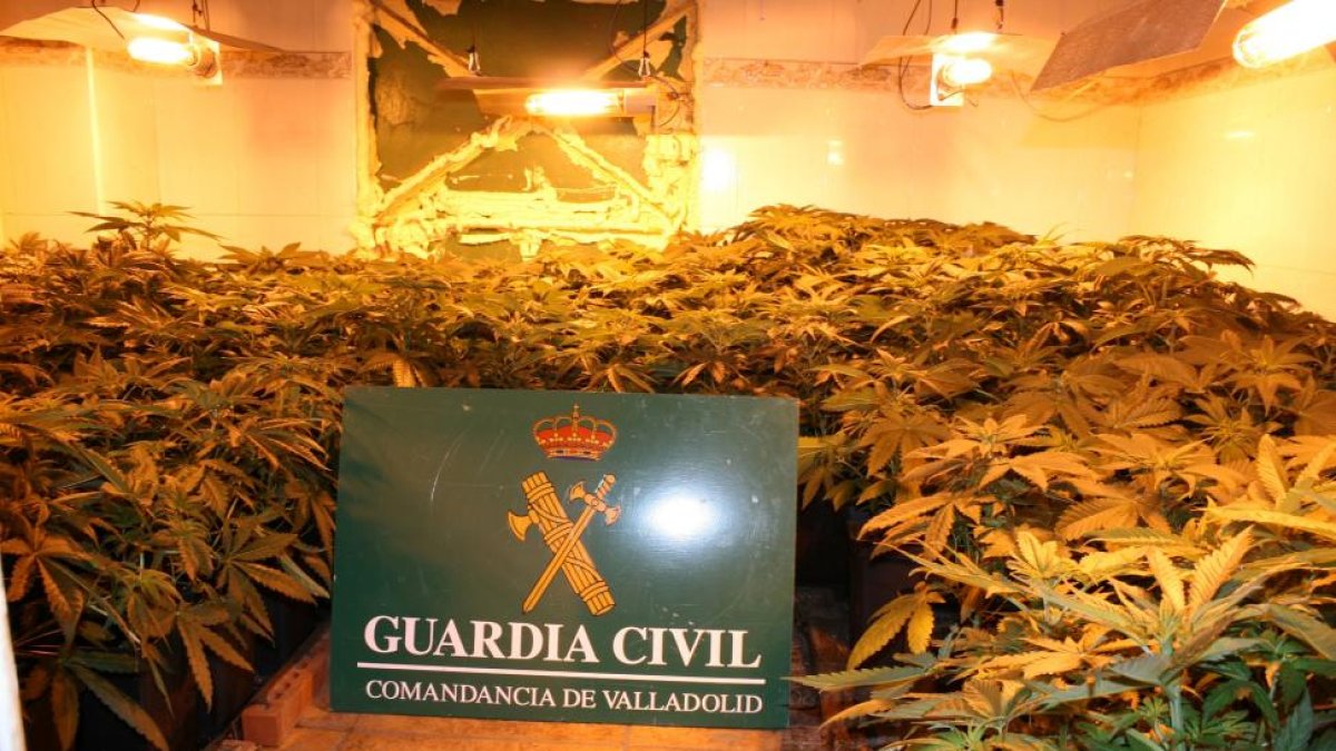 La Guardia Civil desmantela una plantación con laboratorio de marihuana en Santovenia de Pisuerga (Valladolid)-ICAL