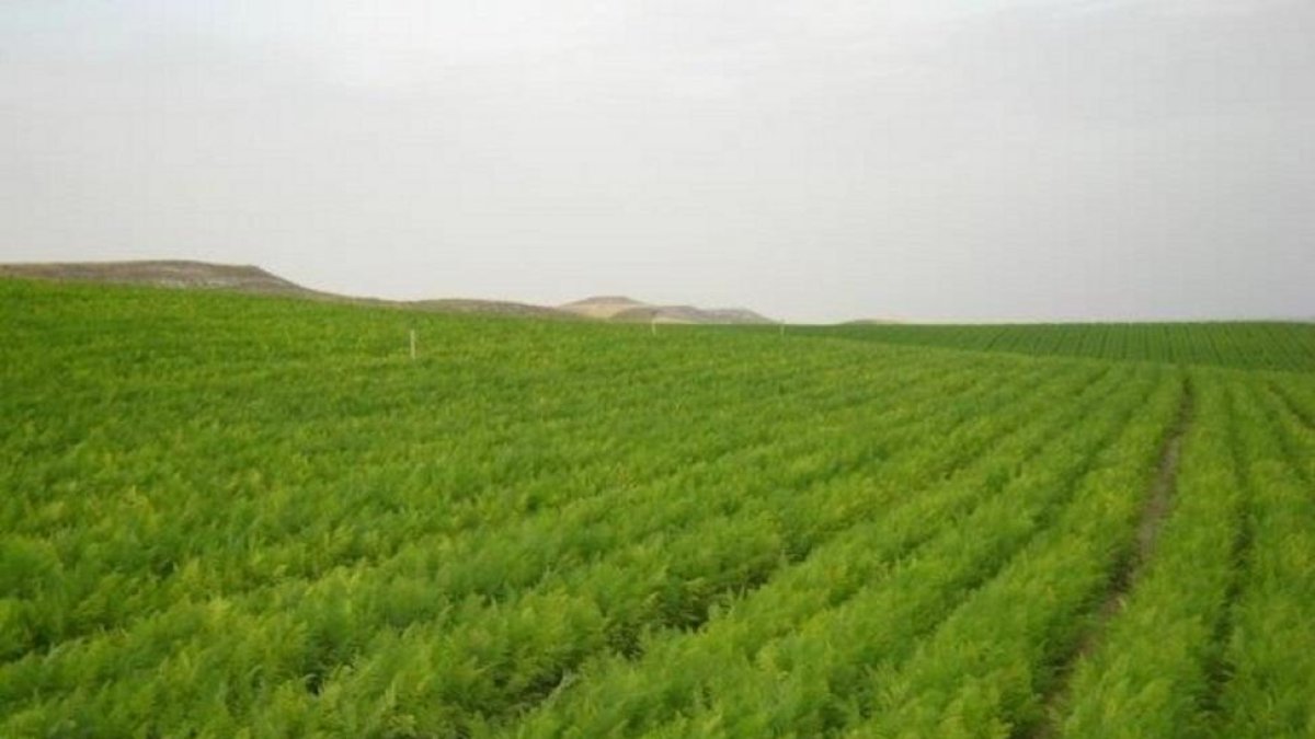 Campo de zanahorias en la zona segoviana del Carracillo.-E.M