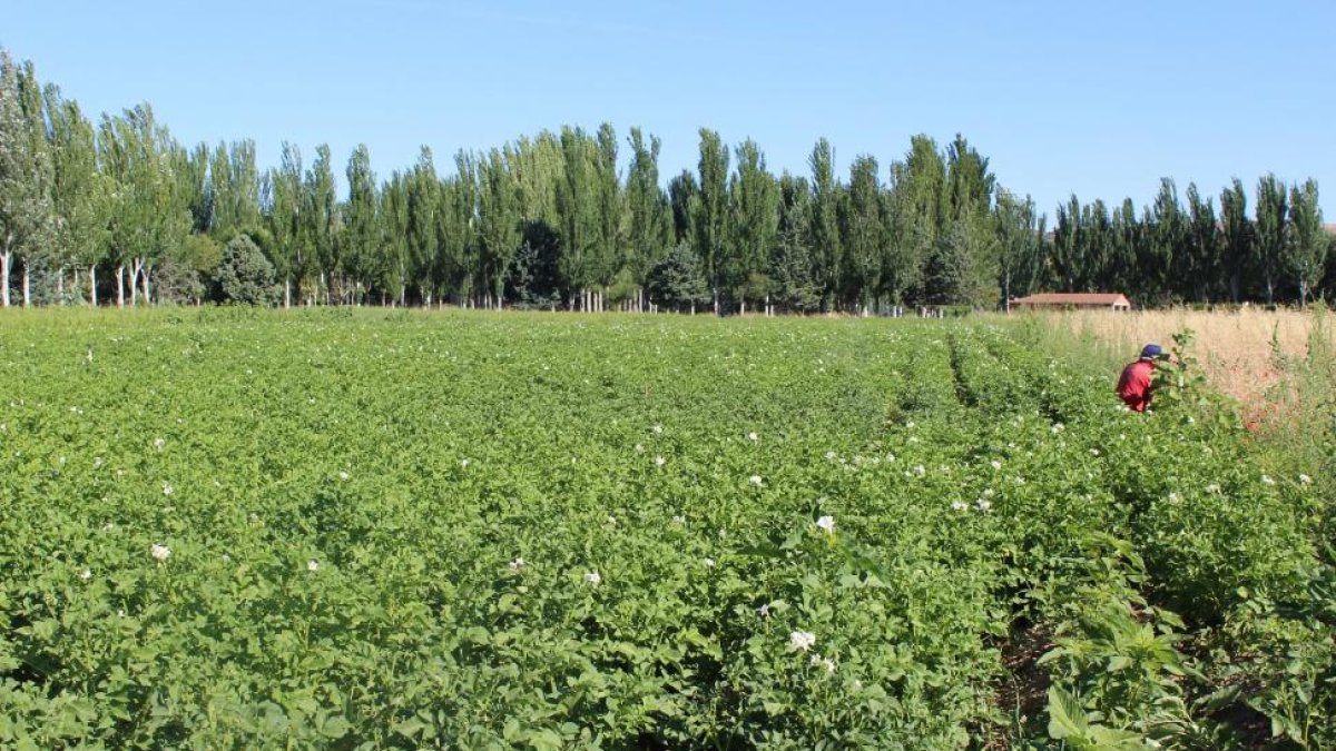 Campo de patata en la provincia de Valladolid.-M. C.