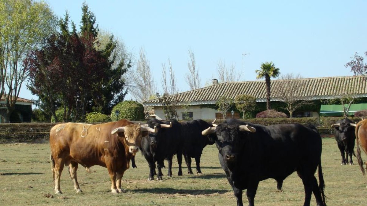 Astados de una ganadería vallisoletana apartados para una corrida de toros.-José Salvador.