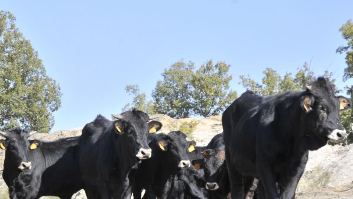 Explotación de vacas en la provincia de Soria.-VALENTÍN GUISANDE