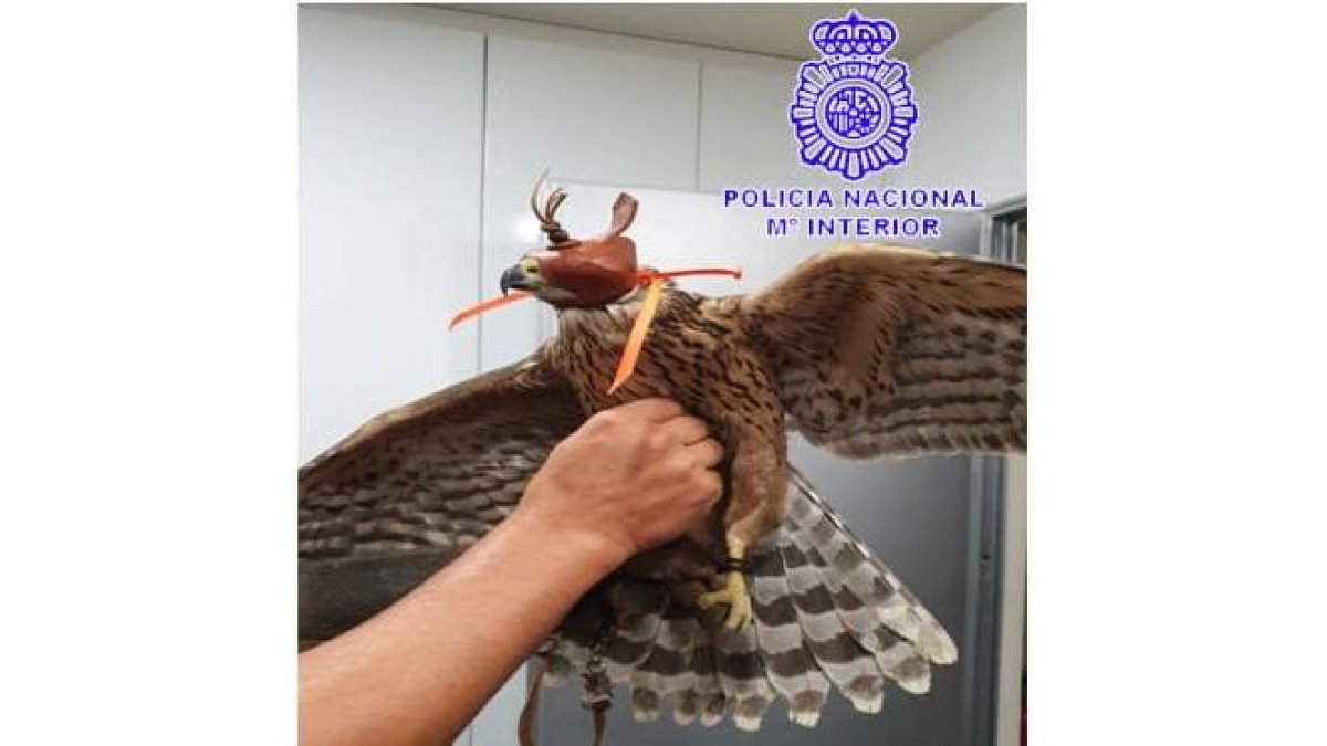 La Policía Nacional se hace cargo de un ave debilitado.- E.M