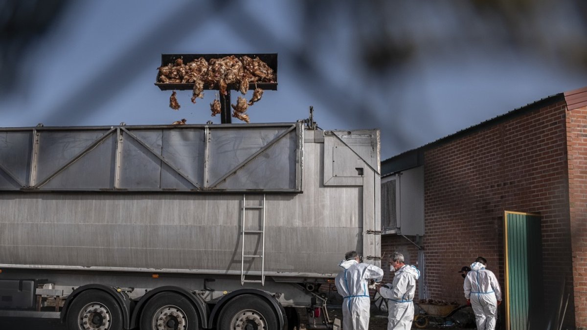 Retirada de los cadáveres de las gallinas afectadas por el brote de gripe aviar en en Íscar (Valladolid).- GREENPEACE